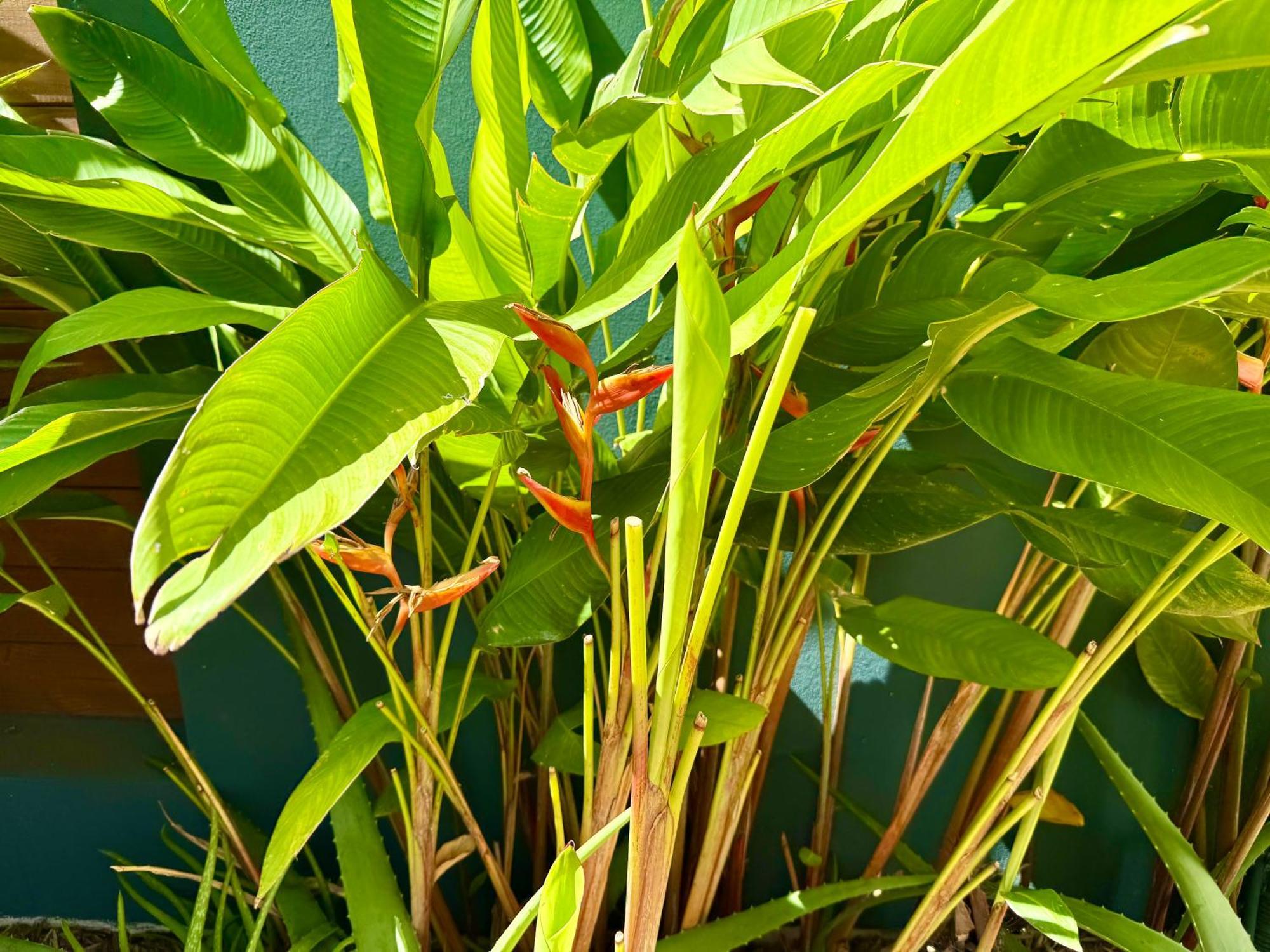 Aloes - Villa Salba. Panoramic View. Étang-Salé les Bains Exteriör bild